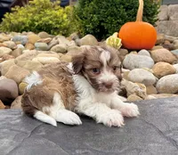 Gizmo , a male Havanese for sale in Berlin, OH – 3 of 6