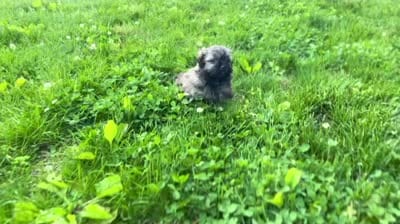 Nick, a male Havanese for sale in Berlin, OH – 5 of 5