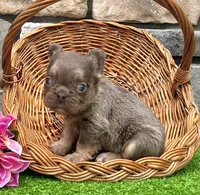 Bliss, a female French Bulldog for sale in Berlin, OH – 2 of 6