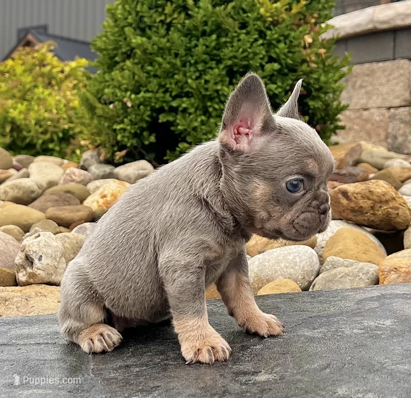 Hope – French Bulldog puppy for sale in Berlin, OH