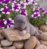 Alex, a male French Bulldog for sale in Berlin, OH – 6 of 6