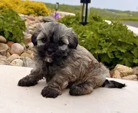Nancy, a female Havanese for sale in Berlin, OH – 1 of 7