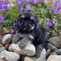 Diego, a male Havanese for sale in Berlin, OH – Photo 2 of 6