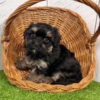 Diego, a male Havanese for sale in Berlin, OH – Photo 5 of 6