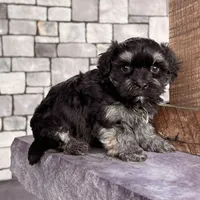 Diego, a male Havanese for sale in Berlin, OH – Photo 1 of 6