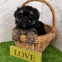 Diego, a male Havanese for sale in Berlin, OH – Photo 3 of 6