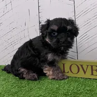 Diego, a male Havanese for sale in Berlin, OH – Photo 4 of 6