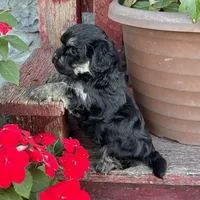 Diego, a male Havanese for sale in Berlin, OH – Photo 6 of 6