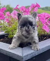 Turbo, a male French Bulldog for sale in Berlin, OH – 2 of 4