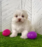 Angel, a female Havanese for sale in Berlin, OH – Photo 2 of 7