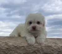 Angel, a female Havanese for sale in Berlin, OH – Photo 3 of 7
