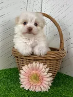 Angel, a female Havanese for sale in Berlin, OH – Photo 4 of 7