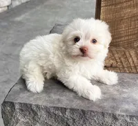 Angel, a female Havanese for sale in Berlin, OH – Photo 5 of 7