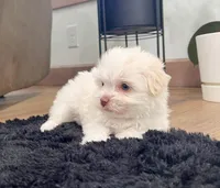 Angel, a female Havanese for sale in Berlin, OH – Photo 6 of 7