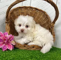 Angel, a female Havanese for sale in Berlin, OH – Photo 1 of 7