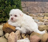 Angel, a female Havanese for sale in Berlin, OH – Photo 7 of 7