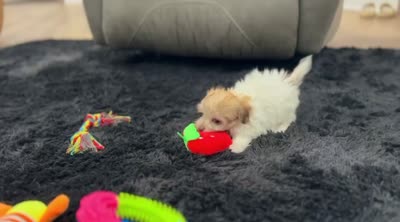 Ginger, a female Havanese for sale in Berlin, OH – 4 of 4