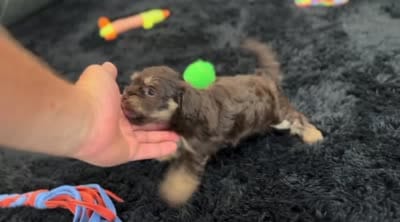 Tito, a male Havapoo for sale in Berlin, OH – 6 of 6