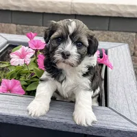 Nicki, a female Havanese for sale in Berlin, OH – 5 of 6