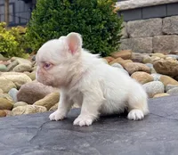 Champ pink, a male French Bulldog for sale in Berlin, OH – 4 of 5