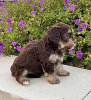 Tommy, a male Havapoo for sale in Berlin, OH – 4 of 5