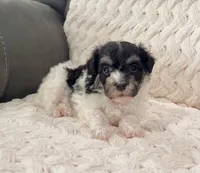 Dillon, a male Havanese for sale in Berlin, OH – 6 of 10