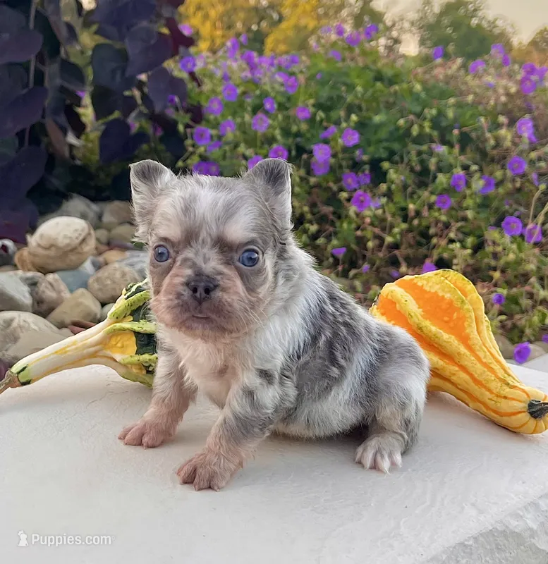 Diego – French Bulldog puppy for sale in Berlin, OH