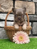 Bliss, a female French Bulldog for sale in Berlin, OH – 5 of 6