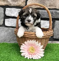 Nicki, a female Havanese for sale in Berlin, OH – 3 of 6