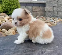 Chase, a male Pomeranian and Shih Tzu for sale in Berlin, OH – 5 of 6
