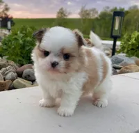 Chase, a male Pomeranian and Shih Tzu for sale in Berlin, OH – 1 of 6