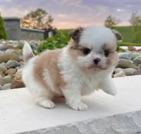 Chase, a male Pomeranian and Shih Tzu for sale in Berlin, OH – 6 of 6
