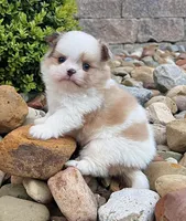Chase, a male Pomeranian and Shih Tzu for sale in Berlin, OH – 3 of 6