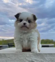 Chase, a male Pomeranian and Shih Tzu for sale in Berlin, OH – 2 of 6
