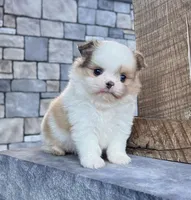 Chase, a male Pomeranian and Shih Tzu for sale in Berlin, OH – 4 of 6