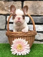 Addi, a female French Bulldog for sale in Berlin, OH – 5 of 5