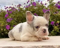 Daffy, a female French Bulldog for sale in Berlin, OH – 5 of 5