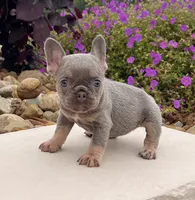 Hope, a female French Bulldog for sale in Berlin, OH – 3 of 7
