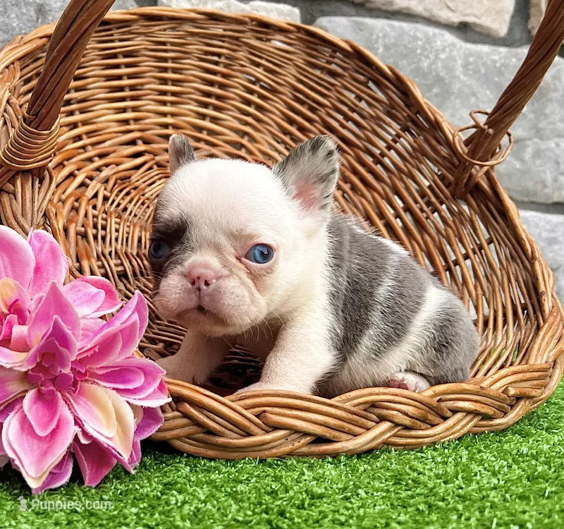 Dazzy – French Bulldog puppy for sale in Berlin, OH