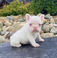Ariel Pink, a female French Bulldog for sale in Berlin, OH – 4 of 6