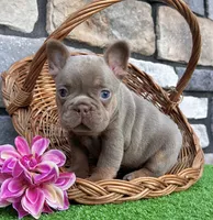 Tracy, a female French Bulldog for sale in Berlin, OH – 5 of 6