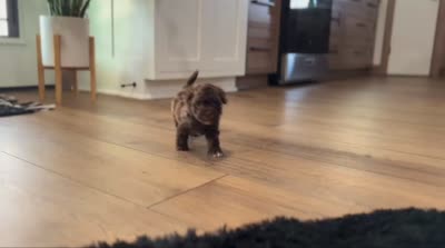 Molly, a female Havapoo for sale in Berlin, OH – 8 of 8