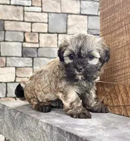 Nancy, a female Havanese for sale in Berlin, OH – 3 of 7