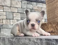 Lynn, a male French Bulldog for sale in Berlin, OH – Photo 1 of 5
