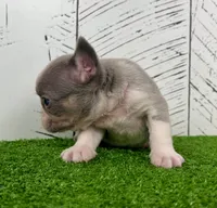 Lynn, a male French Bulldog for sale in Berlin, OH – Photo 4 of 5