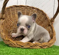 Lynn, a male French Bulldog for sale in Berlin, OH – Photo 2 of 5