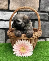 Nancy, a female Havanese for sale in Berlin, OH – 6 of 7