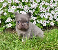 Brock, a male French Bulldog for sale in Berlin, OH – 5 of 5