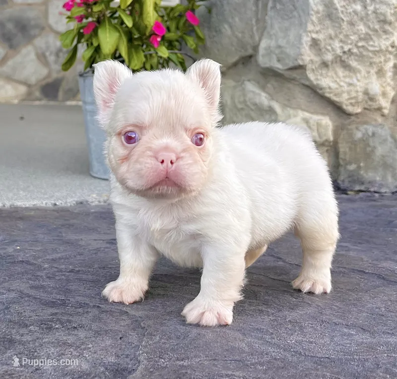 Ace Pink – French Bulldog puppy for sale in Berlin, OH