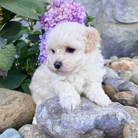 Darla, a female Havanese for sale in Berlin, OH – Photo 1 of 5